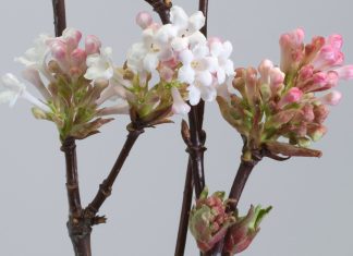 Gardening tips: think pink for winter with viburnum
