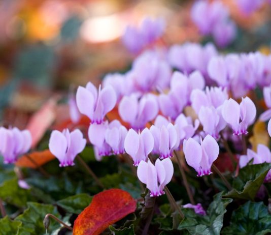 Colourful plants that thrive in cold weather